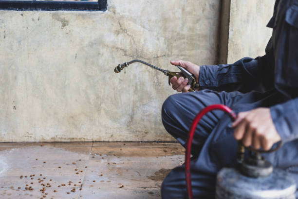 Best Local Pest Control Services  in Landis, NC